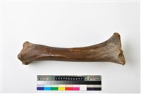 藏品(牛脛骨)的圖片