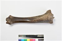 藏品(牛脛骨)的圖片