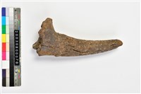 藏品(牛角)的圖片