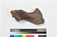 藏品(牛肱骨)的圖片