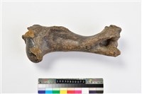 藏品(牛肱骨)的圖片