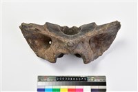 藏品(牛髖骨?)的圖片