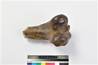 藏品(牛股骨下端)的圖片