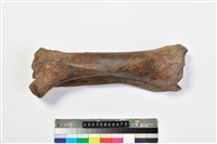 藏品(牛脛骨)的圖片