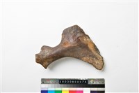 藏品(牛尺骨)的圖片