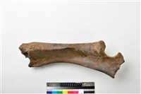 藏品(牛髖骨)的圖片