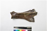 藏品(牛肩胛骨)的圖片