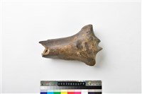 藏品(牛脛骨)的圖片