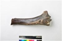 藏品(牛脛骨上端)的圖片