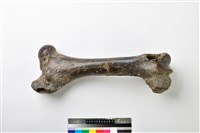 藏品(牛股骨)的圖片