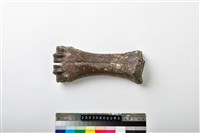 藏品(牛掌骨)的圖片