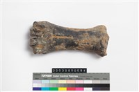 藏品(牛掌骨)的圖片