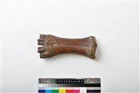 藏品(牛掌骨)的圖片