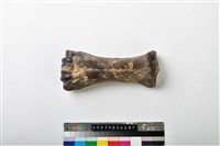 藏品(牛掌骨)的圖片