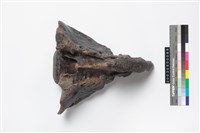 藏品(牛薦椎)的圖片