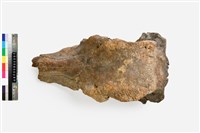 藏品(牛頭骨)的圖片