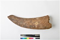 藏品(牛右角)的圖片