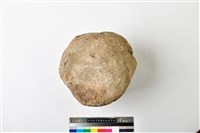 藏品(鯨魚脊椎骨)的圖片