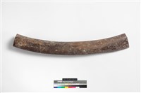 藏品(鯨魚肋骨)的圖片