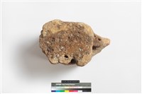 藏品(鯨魚脊椎骨)的圖片