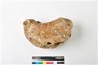 藏品(鯨魚脊椎骨)的圖片