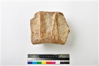 藏品(鯨魚脊椎骨)的圖片