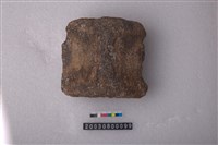 藏品(鯨魚脊椎骨)的圖片