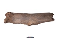 藏品(鯨魚下顎骨)的圖片