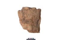 藏品(鯨魚脊椎骨)的圖片