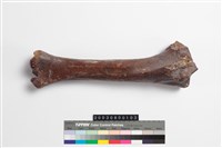 藏品(馬脛骨)的圖片