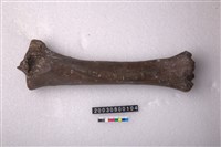 藏品(馬脛骨)的圖片