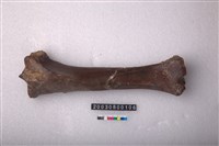 藏品(馬脛骨)的圖片