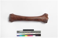 藏品(馬橈骨)的圖片