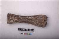 藏品(馬掌骨)的圖片