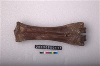 藏品(馬掌骨)的圖片