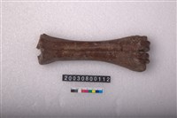 藏品(馬掌骨)的圖片