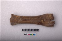 藏品(馬掌骨)的圖片