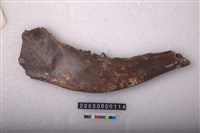 藏品(鹿下顎骨齒)的圖片