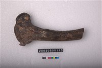 藏品(鹿肢骨)的圖片