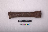 藏品(鹿掌骨)的圖片