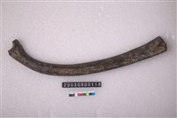 藏品(鹿肋骨)的圖片