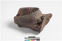 藏品(象上顎骨齒)的圖片