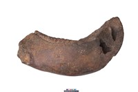 藏品(象下顎骨齒)的圖片