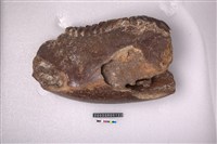 藏品(象左下顎骨齒)的圖片