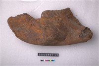 藏品(象左下顎骨齒)的圖片