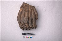 藏品(象臼齒)的圖片