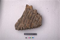 藏品(象臼齒)的圖片