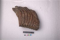 藏品(象臼齒)的圖片