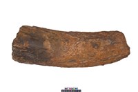 藏品(象牙中段)的圖片