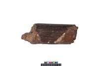 藏品(象牙中段)的圖片